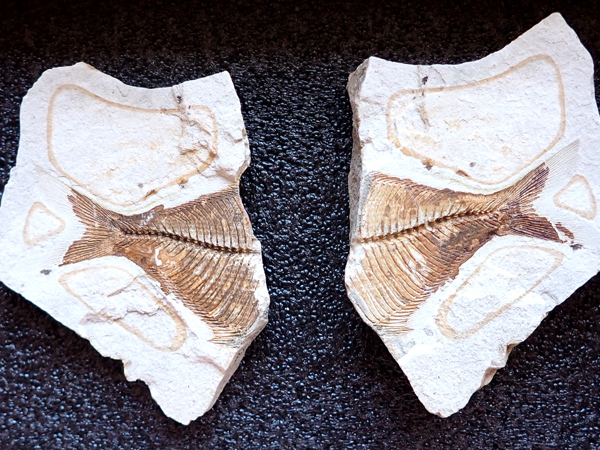 Fiske Fossil